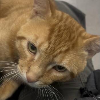 Gin -  Domestic Short Hair Cat for Adoption in Marysville, Ohio - Gin | PetCurious