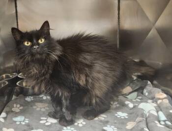 Rescue Domestic Medium Hair Cats for Adoption in Clayton, New Jersey - Mystique | PetCurious