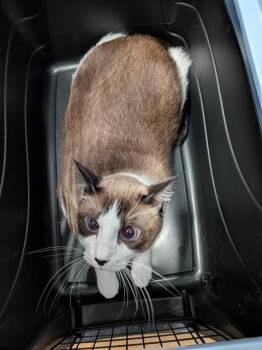 A410395 -  Siamese and Domestic Short Hair Cat for Adoption in St. Peters, Missouri - A410395 | PetCurious