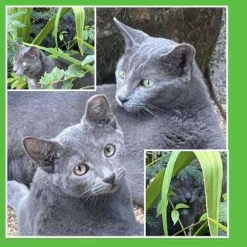 Mama & Baby Girl -  Domestic Short Hair and Russian Blue Cat for Adoption in Beaverton, Oregon - Mama & Baby Girl | PetCurious