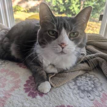 Domestic Short Hair Cats Available for Adoption in Eaton Rapids, Michigan - LuLu Little Girl 9571 | PetCurious