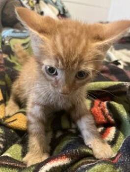 Clementine -  Domestic Short Hair Cat for Adoption in Raleigh, North Carolina - Clementine | PetCurious
