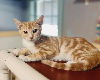 Domestic Short Hair Cats Available for Adoption - Biscuit | PetCurious