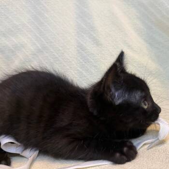 Orion 17 -  Domestic Short Hair Cat for Adoption in Austin, Texas - Orion 17 | PetCurious