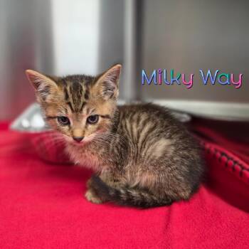 Milky Way -  Domestic Short Hair Cat for Adoption in Parkersburg, West Virginia - Milky Way | PetCurious
