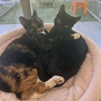 Rescue Domestic Short Hair Cats for Adoption in Chicago, Illinois - Pixie & Fairy - We're A Bonded Pair! | PetCurious