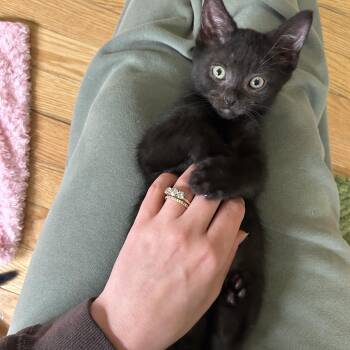 Askja -  Domestic Short Hair Cat for Adoption in Alexandria, Virginia - Askja | PetCurious