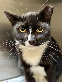 JB -  Domestic Short Hair Cat for Adoption in Wichita, Kansas - JB | PetCurious