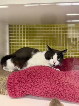 Domestic Short Hair Cats Available for Adoption - Samosa (Tuesday Trio) | PetCurious