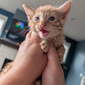 Oxford -  Domestic Short Hair Cat for Adoption in Buffalo, Minnesota - Oxford | PetCurious