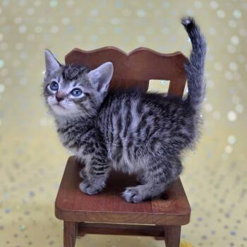 Squishers-C -  Domestic Short Hair Cat Available for Adoption in East St. Louis, Illinois - Squishers-C | PetCurious