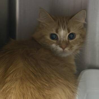 M&R: Manta -  Domestic Medium Hair Cat for Adoption in Falls Church, Virginia - M&R: Manta | PetCurious