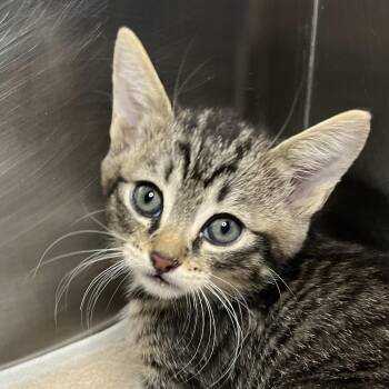 Pork Bun -  Domestic Short Hair Cat Available for Adoption in Palm Springs, California - Pork Bun | PetCurious