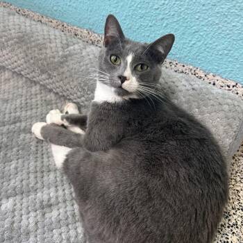 Delo aka Bandit -  Domestic Short Hair Cat for Adoption in Fresno, California - Delo Aka Bandit | PetCurious