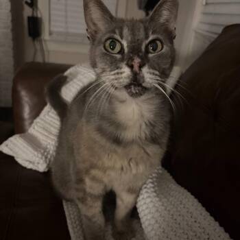 Domestic Short Hair Cats Available for Adoption in Houston, Texas - CC | PetCurious