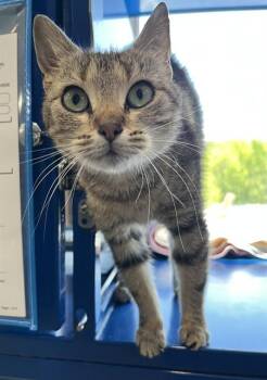 Domestic Short Hair Cats Available for Adoption in Westminster, Maryland - TIGER LILY | PetCurious