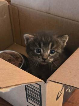 Sprinkle -  American Shorthair Cat for Adoption in Los Angeles, California - Sprinkle | PetCurious