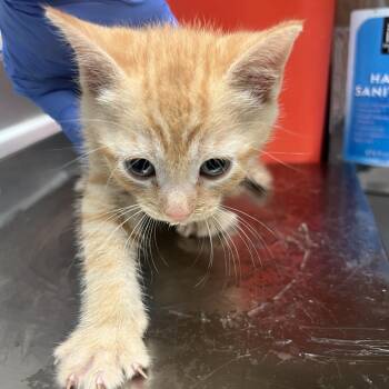 Owen 7104 -  Domestic Short Hair Cat for Adoption in Columbus, Georgia - Owen 7104 | PetCurious