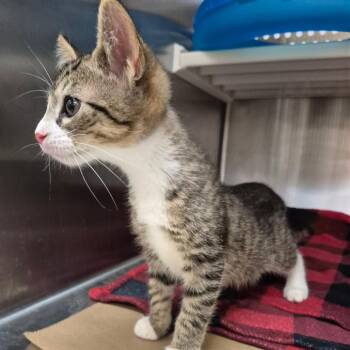 Jack -  Domestic Short Hair Cat for Adoption in Lake Panasoffkee, Florida - Jack | PetCurious