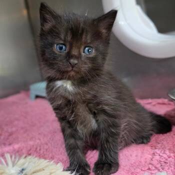 Domestic Short Hair Cats Available for Adoption in Jefferson City, Tennessee - Barbara Gorden | PetCurious