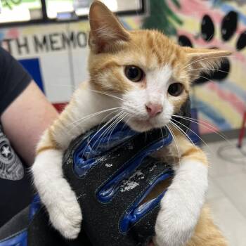 Domino -  Domestic Short Hair Cat for Adoption in Lufkin, Texas - Domino | PetCurious
