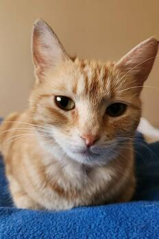 Sunshine -  American Shorthair and Domestic Short Hair Cat for Adoption in San Jose, California - Sunshine | PetCurious