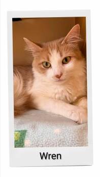 Wren -  Domestic Medium Hair Cat for Adoption in Caistor Centre, Ontario - Wren | PetCurious