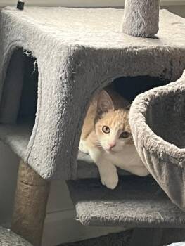 Rescue Domestic Short Hair Cats for Adoption in Woodstock, Illinois - Houdini | PetCurious