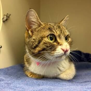 Pineapple -  Domestic Short Hair Cat Available for Adoption in Fairport, New York - Pineapple | PetCurious