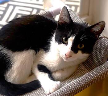 Domestic Short Hair Cats Available for Adoption in Fort Myers, Florida - Mr. Domino | PetCurious