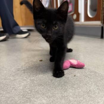 Sabbath -  Domestic Short Hair Cat for Adoption in Kent, Washington - Sabbath | PetCurious