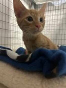 Rescue Domestic Short Hair Cats for Adoption in Manitowoc, Wisconsin - Han | PetCurious