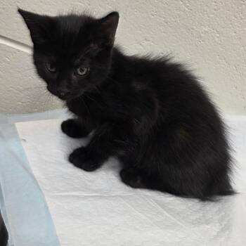 Bear -  Domestic Short Hair Cat Available for Adoption in Chattanooga, Tennessee - Bear | PetCurious