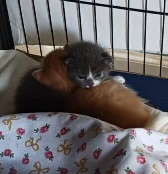 Stella -  Domestic Short Hair Cat for Adoption in West Memphis, Arkansas - Stella | PetCurious