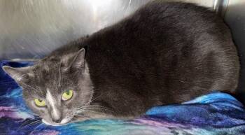 Domestic Short Hair Cats Available for Adoption in Olean, New York - Monday | PetCurious