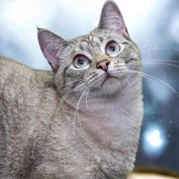 Shake -  Siamese Cat for Adoption in Hemet, California - Shake | PetCurious