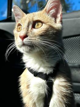 Apollo -  Domestic Short Hair Cat for Adoption in Lakewood, California - Apollo | PetCurious