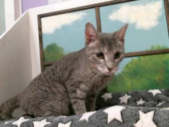 Domestic Short Hair Cats Available for Adoption in Houston, Texas - CAMILLE | PetCurious