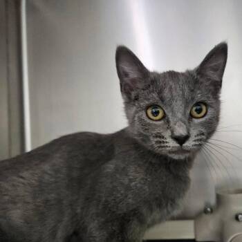 Yasu -  Domestic Short Hair Cat for Adoption in Candler, North Carolina - Yasu | PetCurious