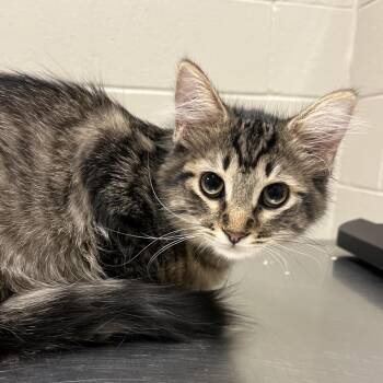 Shooting Star: Visit me at Elkhart PetSmart! -  Domestic Short Hair Cat for Adoption in Bristol, Indiana - Shooting Star: Visit Me At Elkhart PetSmart! | PetCurious