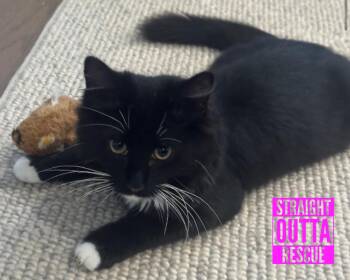 Rescue Domestic Short Hair Cats for Adoption in Vancouver, British Columbia - Hugo | PetCurious