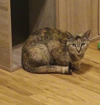 Rescue Domestic Short Hair Cats for Adoption in Hendersonville, Tennessee - Remodel - Shy & Playful | PetCurious