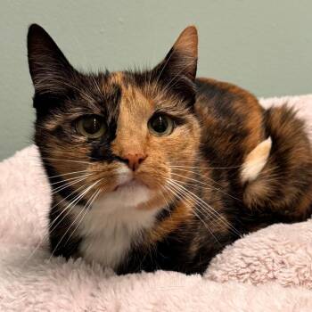Corin -  Domestic Short Hair Cat for Adoption in Pittsford, Vermont - Corin | PetCurious