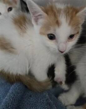 PIKACHU -  Domestic Short Hair Cat for Adoption in San Bernardino, California - PIKACHU | PetCurious