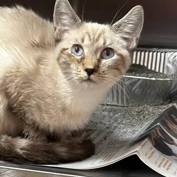 Si -  Domestic Medium Hair Cat for Adoption in Pauls Valley, Oklahoma - Si | PetCurious