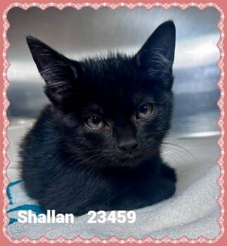 SHALLAN -  Domestic Short Hair Cat for Adoption in Marietta, Georgia - SHALLAN | PetCurious
