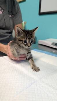 Axel -  Domestic Medium Hair Cat for Adoption in Magnolia, Texas - Axel | PetCurious