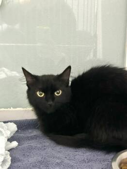 Lavender -  Domestic Long Hair Cat for Adoption in Muskegon, Michigan - Lavender | PetCurious