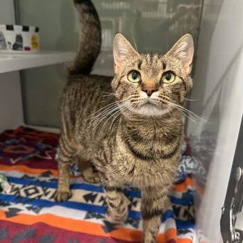 Cavatelli -  Domestic Short Hair and Tabby Cat for Adoption in Penn Yan, New York - Cavatelli | PetCurious