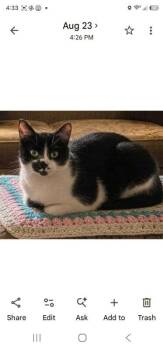 Bailey -  Domestic Short Hair Cat for Adoption in Knoxville, Tennessee - Bailey | PetCurious